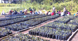 Projet d’appui à la restauration du paysage forestier d’Impuru et ses environs